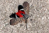 East Coast lanternfly spread is so severe they can be seen on radar