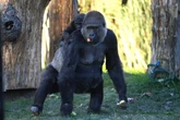 Here’s who would really win in a fight between 100 men and a gorilla