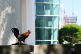 Wild chickens face turf war with peacocks after taking over Miami
