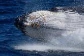 Sightings soar on Australia’s ‘humpback highway’ as whales return
