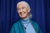 Much-loved primatologist Jane Goodall dies aged 91