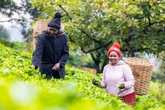 Tea farmers struggle to pay bills as climate crisis impacts crop sizes