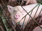 Taxpayer cash funding ‘cruel, damaging’ factory farms abroad