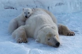 Bird flu detected in dead Arctic polar bear in European first
