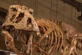 Rare T rex blood vessels in fossil show how dinosaurs healed injuries