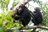 Chimpanzees follow fashion trends just like humans, scientists find