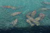 Herds of manatees force to huddle in water near America's power plants