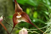 This viral flower is teetering on the edge of extinction