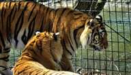 Woman charged after vaulting zoo fence and ‘enticing’ tiger, cops say