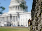 Biden’s press plane grounded by swarm of cicadas en route to G7