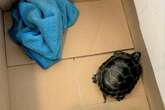 Man caught trying to sneak turtle down pants through Airport security