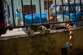 Cats and dogs abandoned as economic crisis worsens