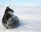 Early seal gets the fish: Secret habits of Weddell seal are revealed