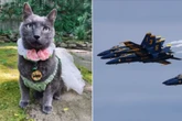 Woman sues Blue Angels, claims military jets traumatized her dying cat