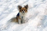 ‘Hero’ Chihuahua helps rescuers find owner who fell into a glacier