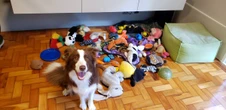 New study shows how long dogs can remember names for