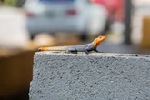 Strange-looking orange lizards are popping up across Florida