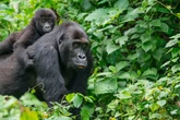 Endangered gorilla habitats threatened in rebel-held Congo