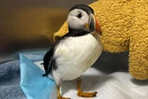 Puffin found in Hereford garden after being blown 100 miles from nest