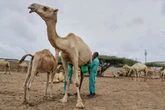 The camel milk revolution is improving nutrition and creating jobs