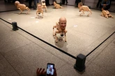 Friendly AI models become sycophantic and wrong, study warns