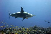 Having shark meat for dinner? It could be an endangered species