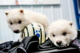They’re here. They’re howling. But, are they resurrected dire wolves?