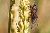 Insect extinct in the UK for over 30 years to be brought back