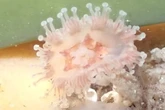 Jellyfish believed to be extinct found in rockpools by tourist