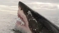 Fossil of great white shark’s extinct 30-foot ancestor found in Mexico