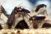 VRBO guest ‘permanently injured’ by roach feces in coffee, suit claims