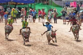 The humble farm animal that has become a prized competitor