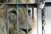 Dozens of neglected animals at notorious zoo to be rescued