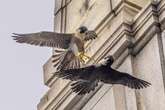 Berkeley’s famous falcons are missing. Bird flu may be to blame