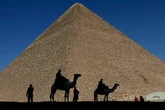 Egypt’s tourist horses ‘abused and left to die’ near pyramids