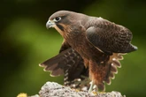 The predator that normally eats its rivals wins prestigious bird award