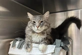 Cat returned to shelter after surviving wildfire finds a new home