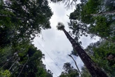 Amazon rainforest trees are getting bigger, study finds