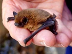 Tiny record-breaking bat killed by cat at end of 1,200 mile journey