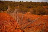 Why there’s a fresh debate about Australia’s most controversial animal