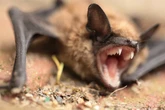 Fears hundreds could have been exposed to rabies at bat-infested cabin