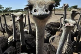 Hundreds of ostriches face cull in Canada after Supreme Court decision