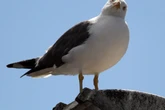Dive-bombing seagulls behind Royal Mail delays, postal workers say