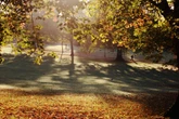 Unusual weather has turned 2025 into a ‘mast year’ – what is it?