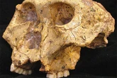Discovery of 2-million-year-old teeth reveals secret of ancient humans