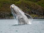 Some whales more than 100 years, new research suggests