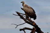 More than 100 vultures die after eating elephant poisoned by poachers