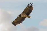 Hoard of 600-year-old treasures uncovered in vulture nests