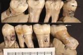 Large fossil study challenges long-held idea about human evolution
