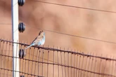 Mysterious exploding bird epidemic ‘horrifying’ Bay Area neighborhood
